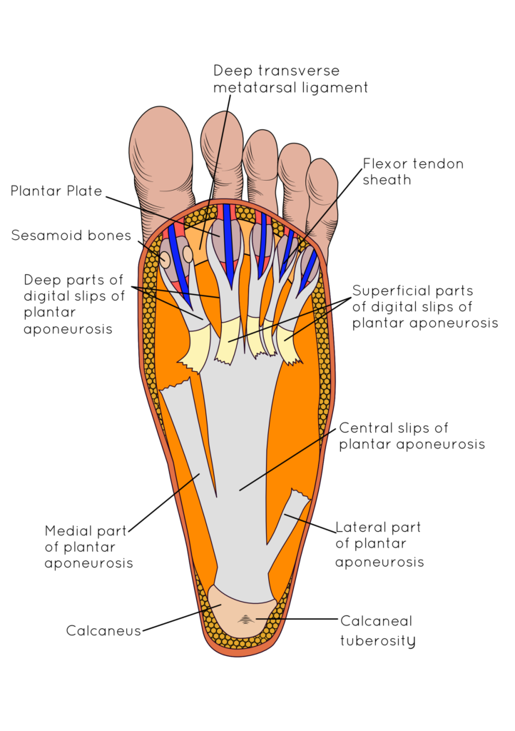 Taping For Plantar Fasciitis Diagram