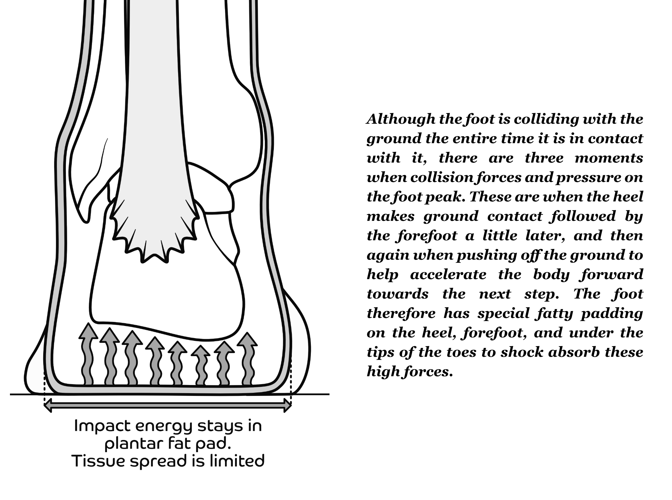 Heel pain and Rigidus | Shellharbour Podiatry | Your Local Podiatrists