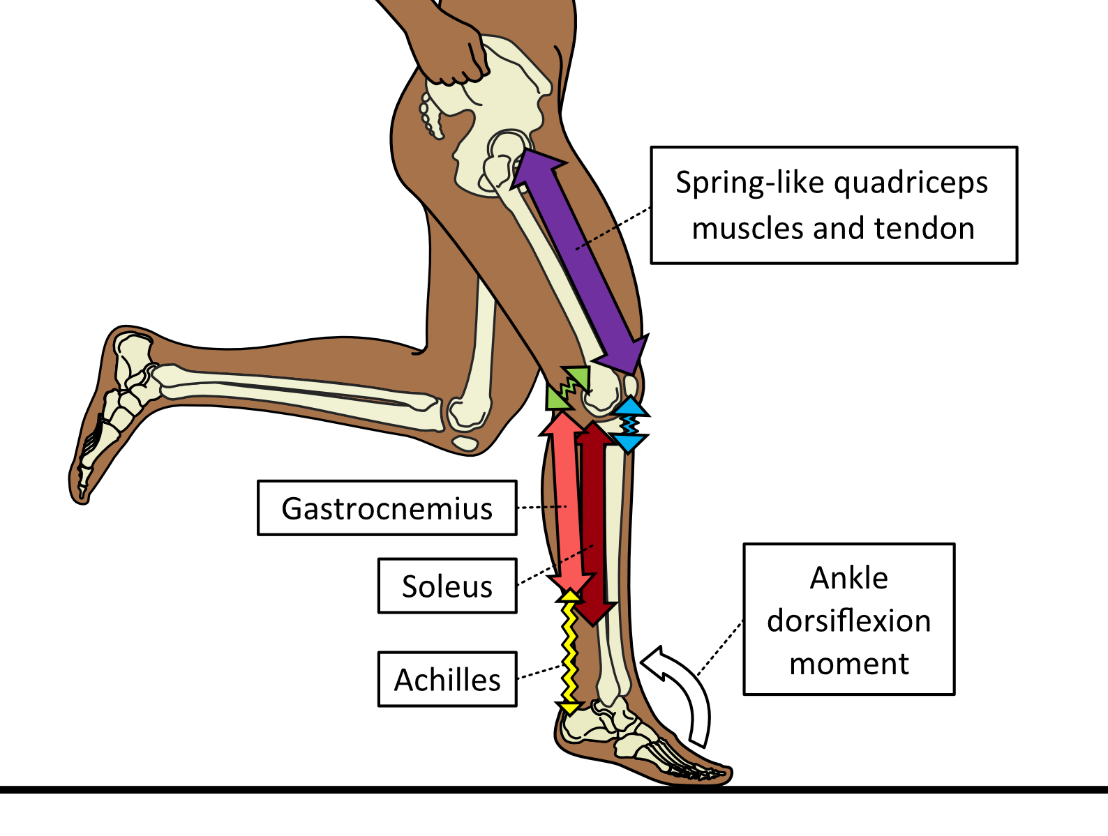 Achilles Tendinitis Tendinopathy The pain behind the ankle heel Insoles and Orthotics Healthy Step
